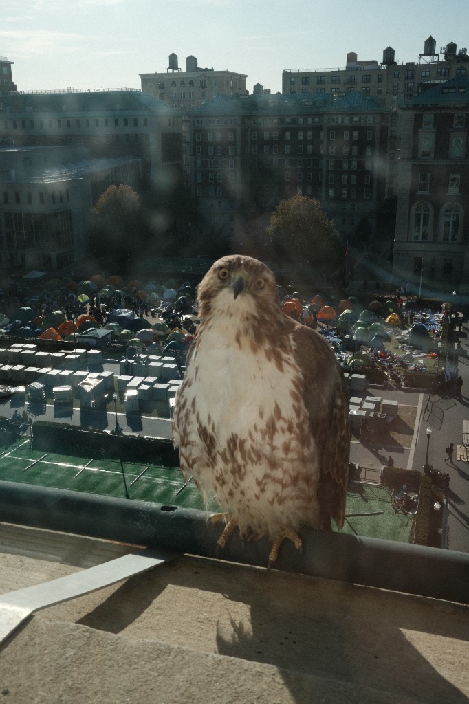 A red-tailed hawk perches on a windowsill overlooking the encampment on Columbia&rsquo;s lawn